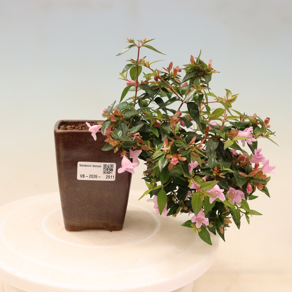 Bonsai ogrodowe – Abelia Edward Goucher – Abelia wielkokwiatowa