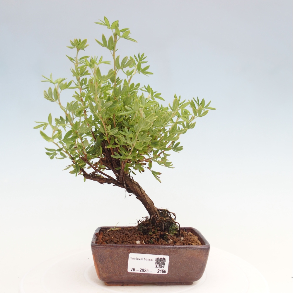 Outdoor bonsai-Pięciolistnik - Potentila fruticosa żółty Ptak