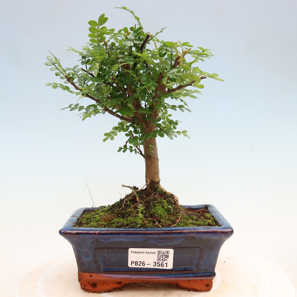 Pokój bonsai - Zantoxylum piperitum - drzewo pieprzowe