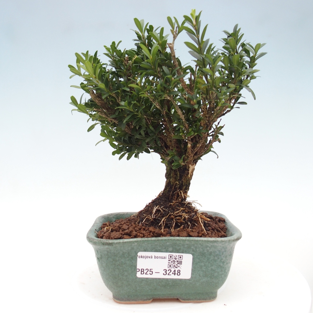 Pokój bonsai - Buxus harlandii - buxus korkowy