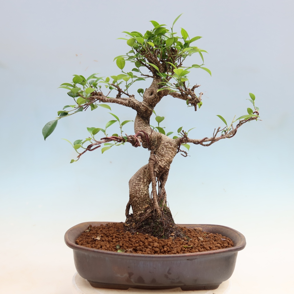 Pokój bonsai - Ficus kimmen - figowiec drobnolistny