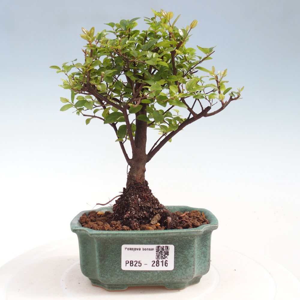 Kryty bonsai - Sagerécie thea - Sagerécie thea