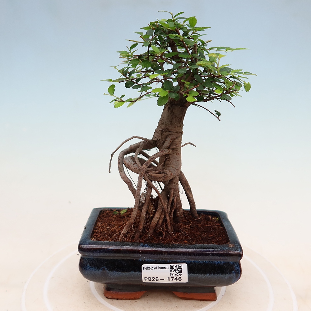 Pokój bonsai - Ulmus parvifolia - Wiąz drobnolistny