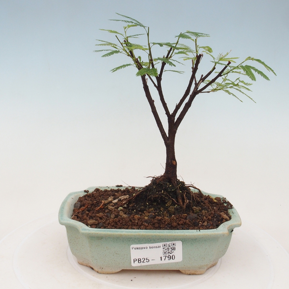 Pokój bonsai-Calliandra surinamensis Dixie Pink - Kaliandra z Surii