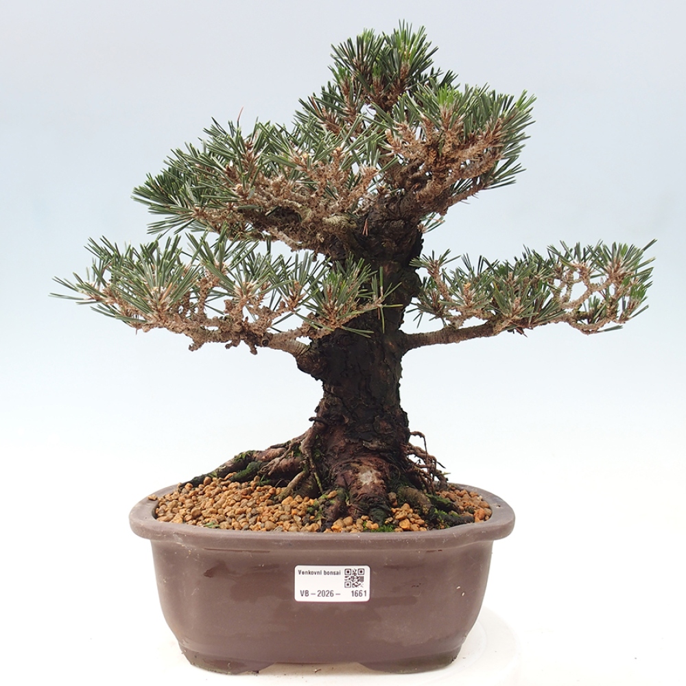 Outdoor bonsai - Pinus thunbergii Kotobuki - Sosna Thunberga