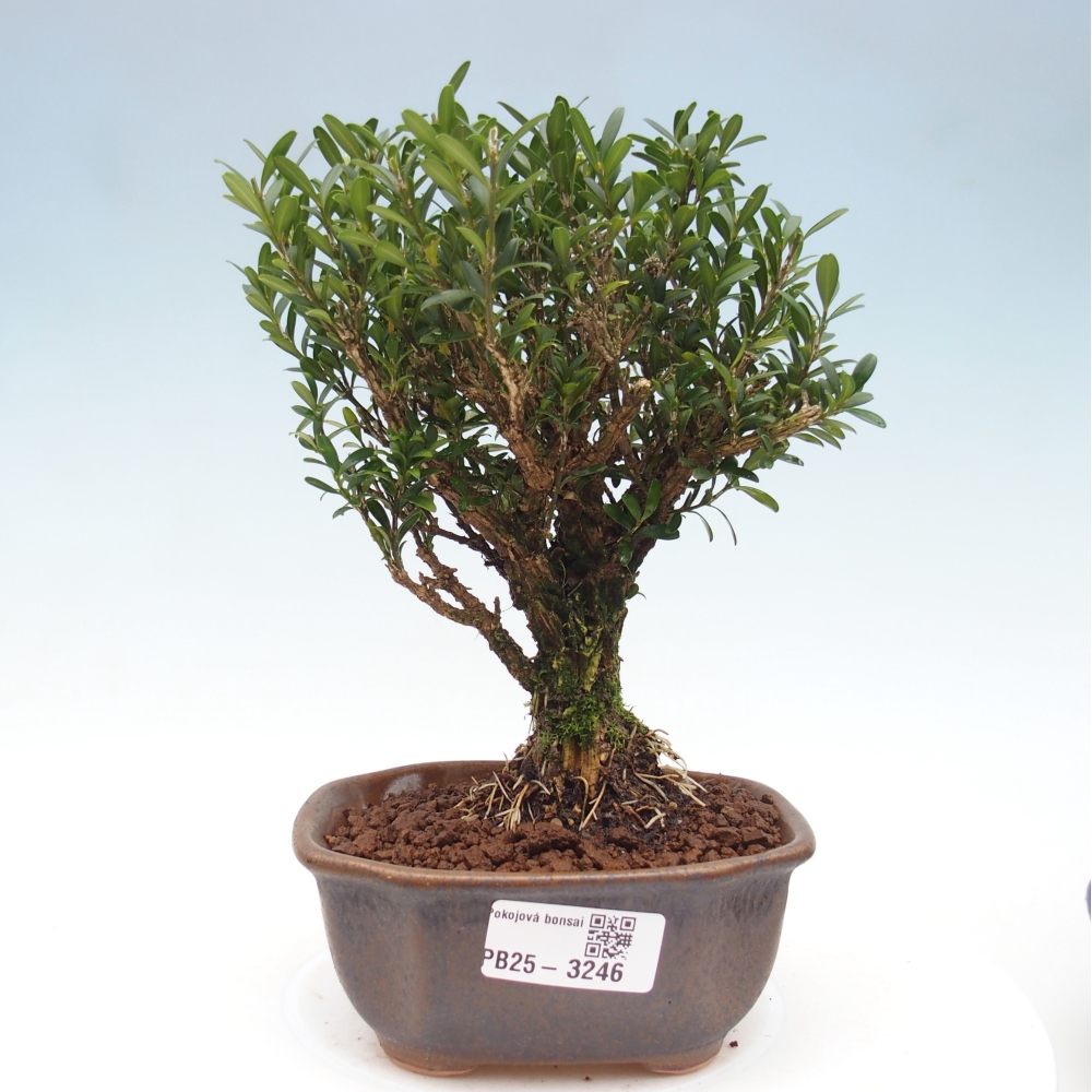 Pokój bonsai - Buxus harlandii - buxus korkowy