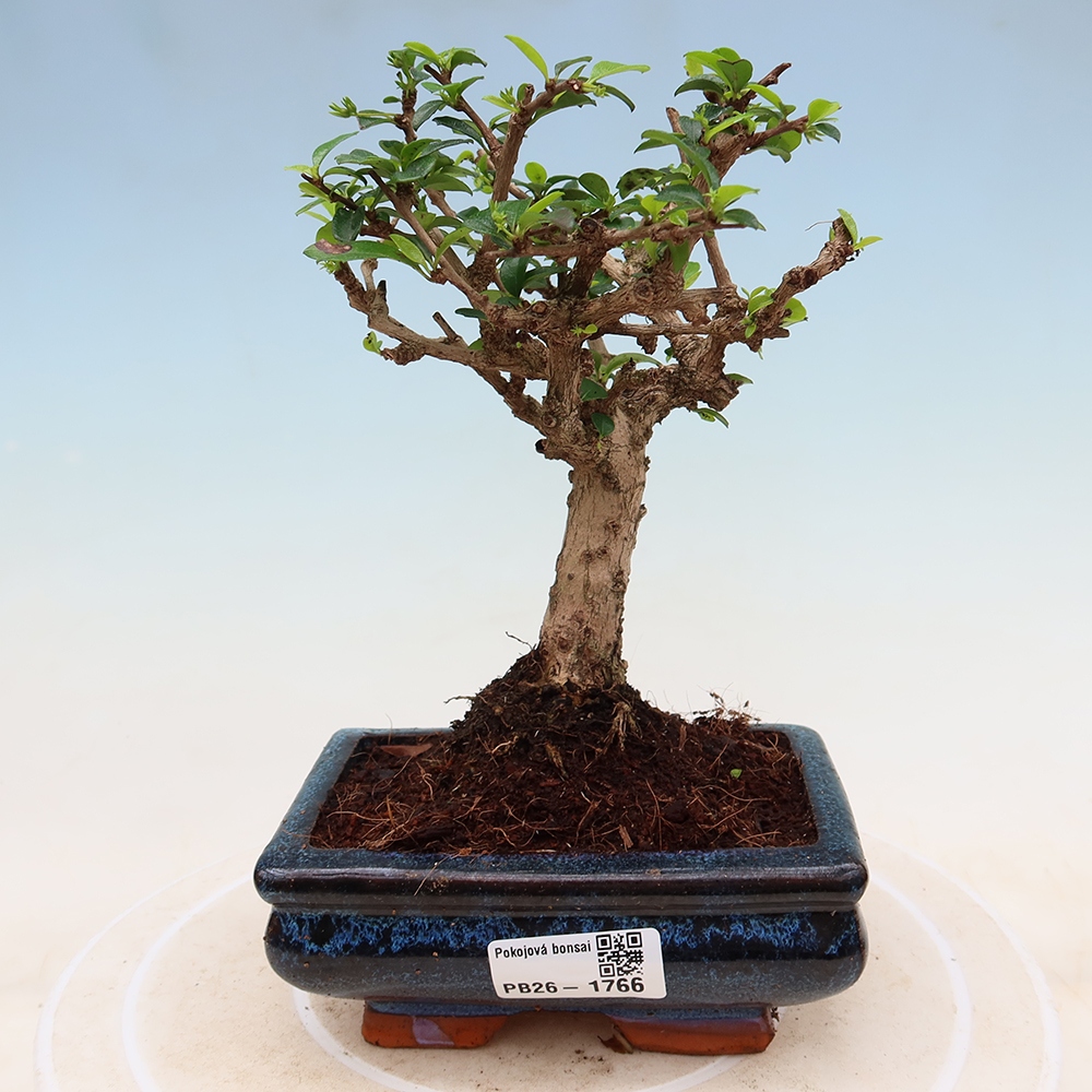 Bonsai pokojowe - Carmona macrophylla - Tea fuki