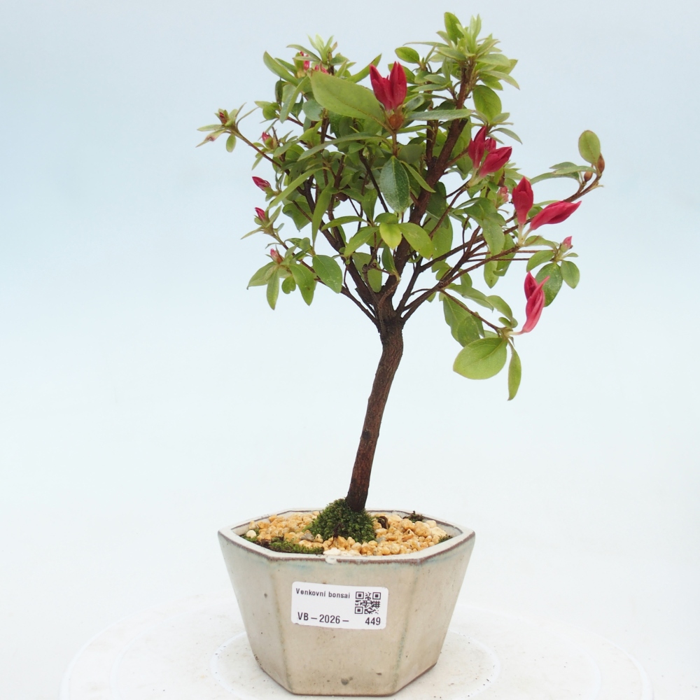 Outdoor bonsai - Azalia japońska - Azalea sp.