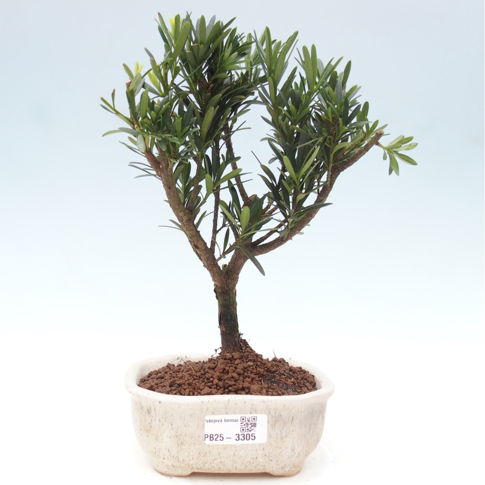 Pokój bonsai - Podocarpus - Kamienny cis