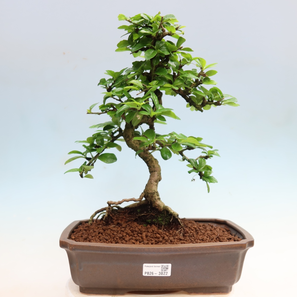Bonsai pokojowe - Carmona macrophylla - Tea fuki
