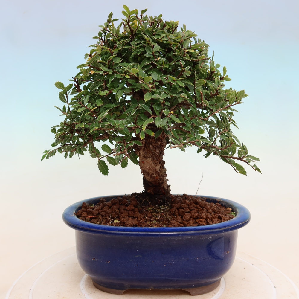Bonsai zewnętrzne - Zelkova - Zelkova NIRE