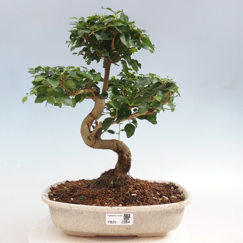 Pokój bonsai -Ligustrum chinensis - Ptasie oko