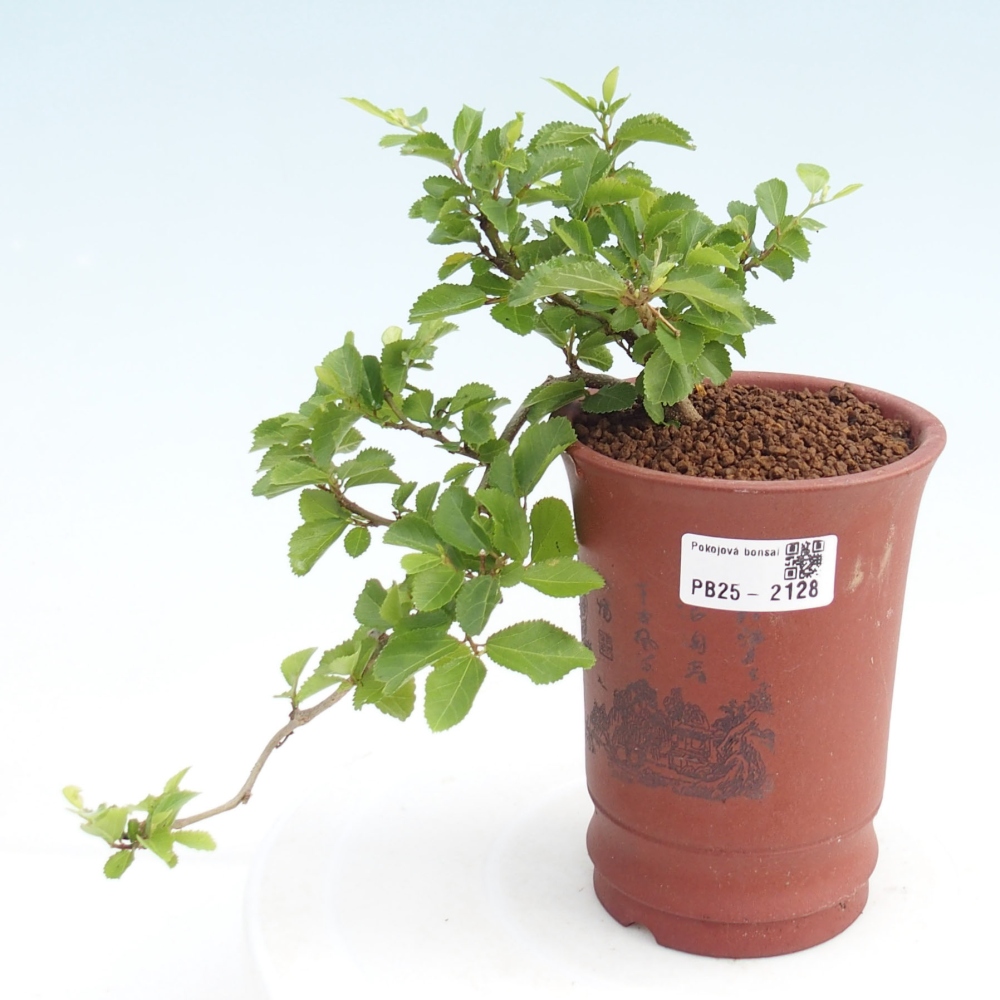 Kryty bonsai - Grewia occidentalis - Lawendowa gwiazda