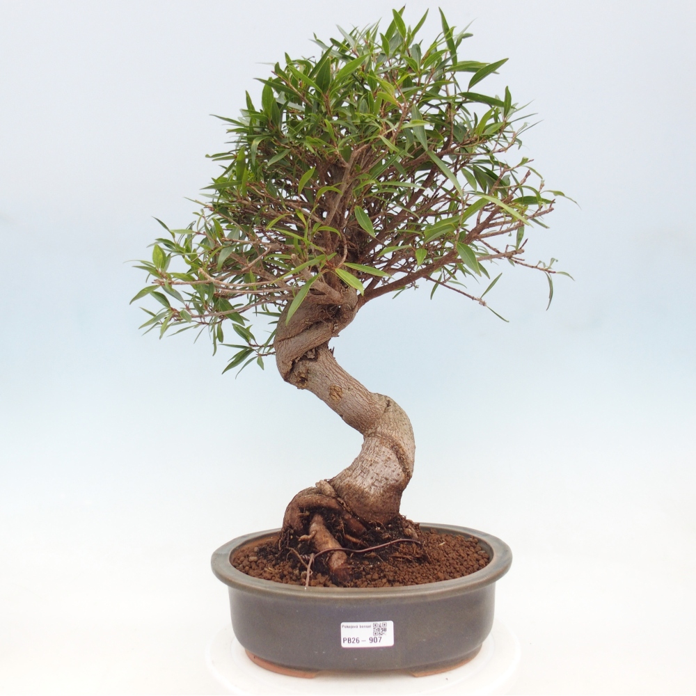 Pokój bonsai - Ficus nerifolia - figowiec drobnolistny