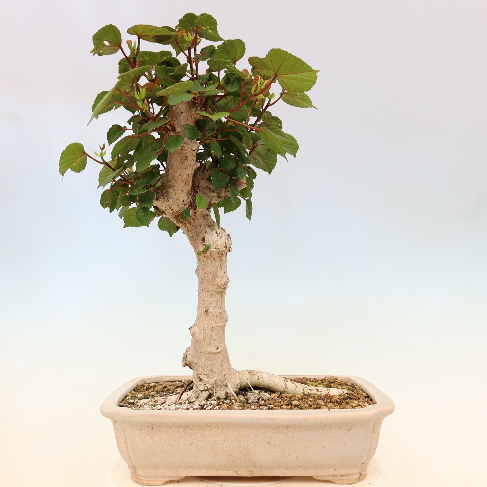 Bonsai domowe - Hibiscus tiliaceus - Hibiskus morski