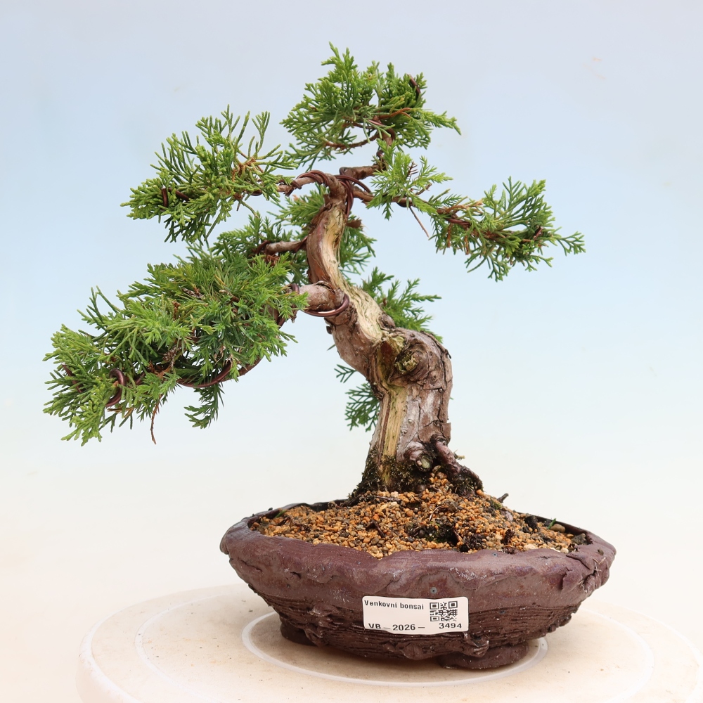 Bonsai ogrodowe – Juniperus chinensis Itoigawa – jałowiec chiński