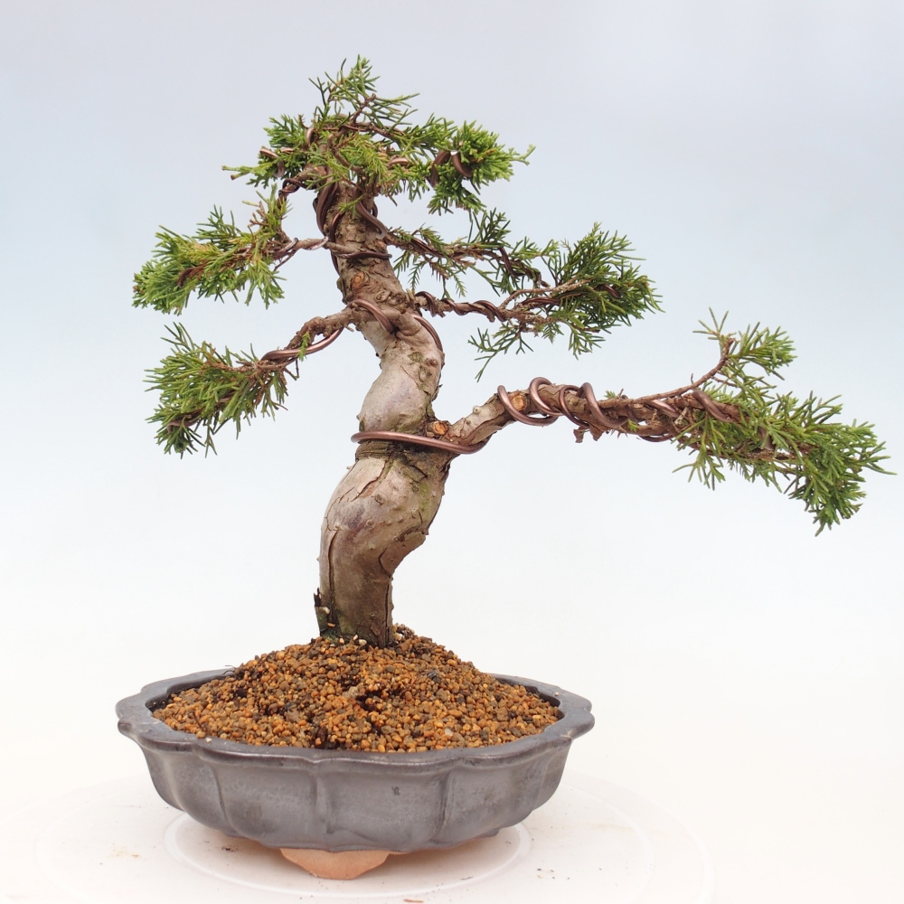 Outdoor bonsai - Juniperus chinensis Itoigawa - Jałowiec chiński