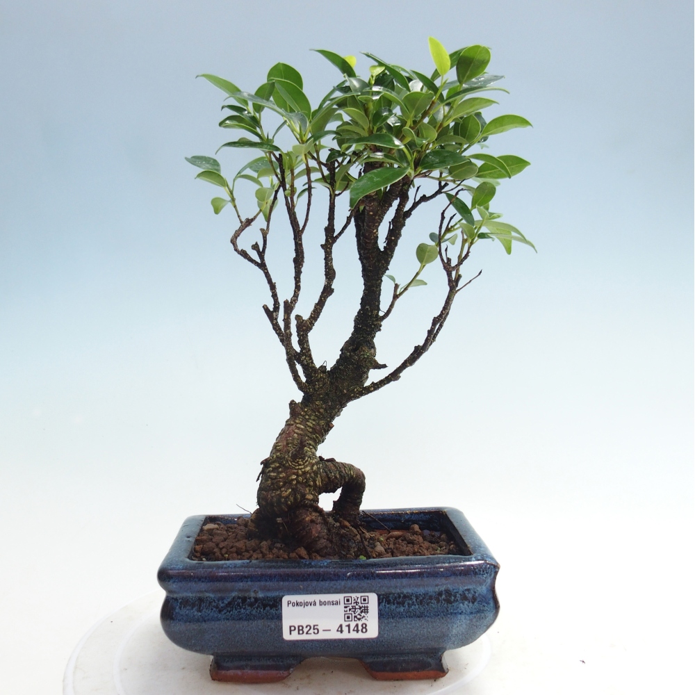 Pokój bonsai - Ficus retusa - figowiec drobnolistny