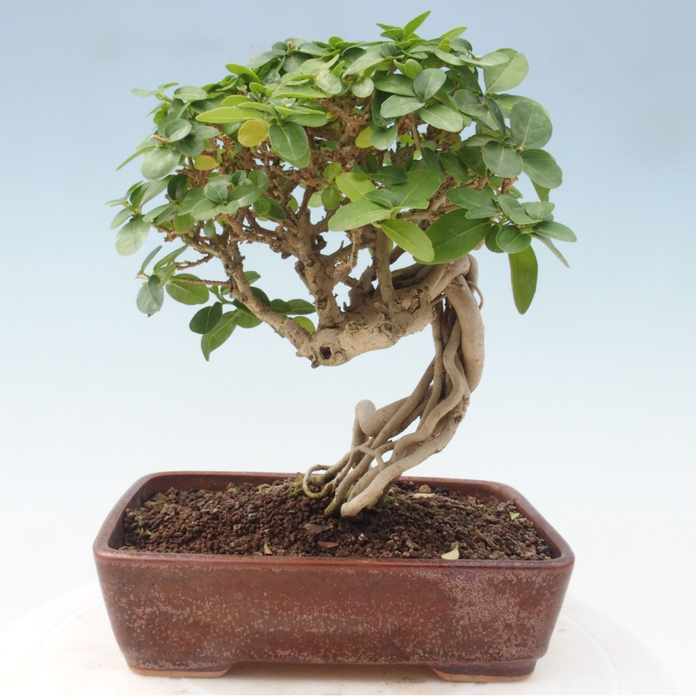 Bonsai wewnętrzne - Premna serratifolia - Kozlovon drobnolistny
