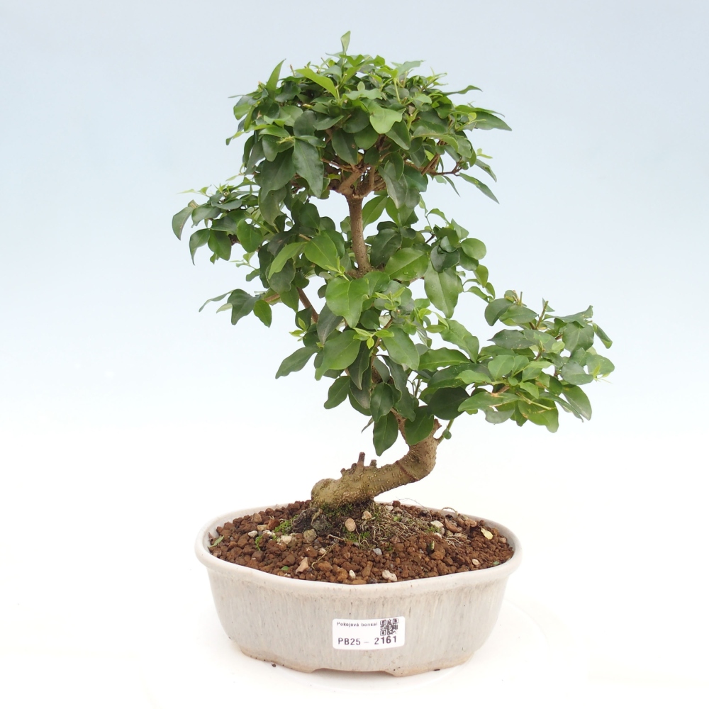 Indoor bonsai -Ligustrum chinensis - dziób ptaka