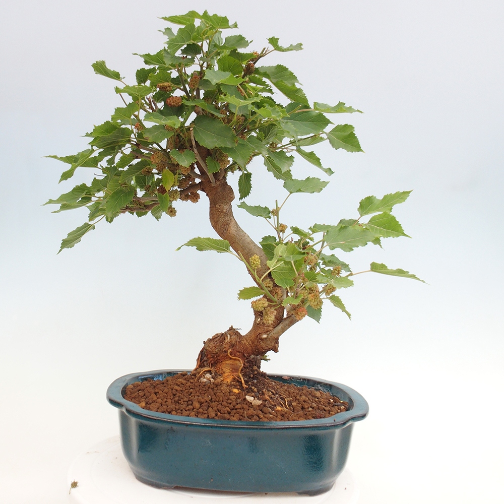 Bonsai outdoor - Morus alba - morwa