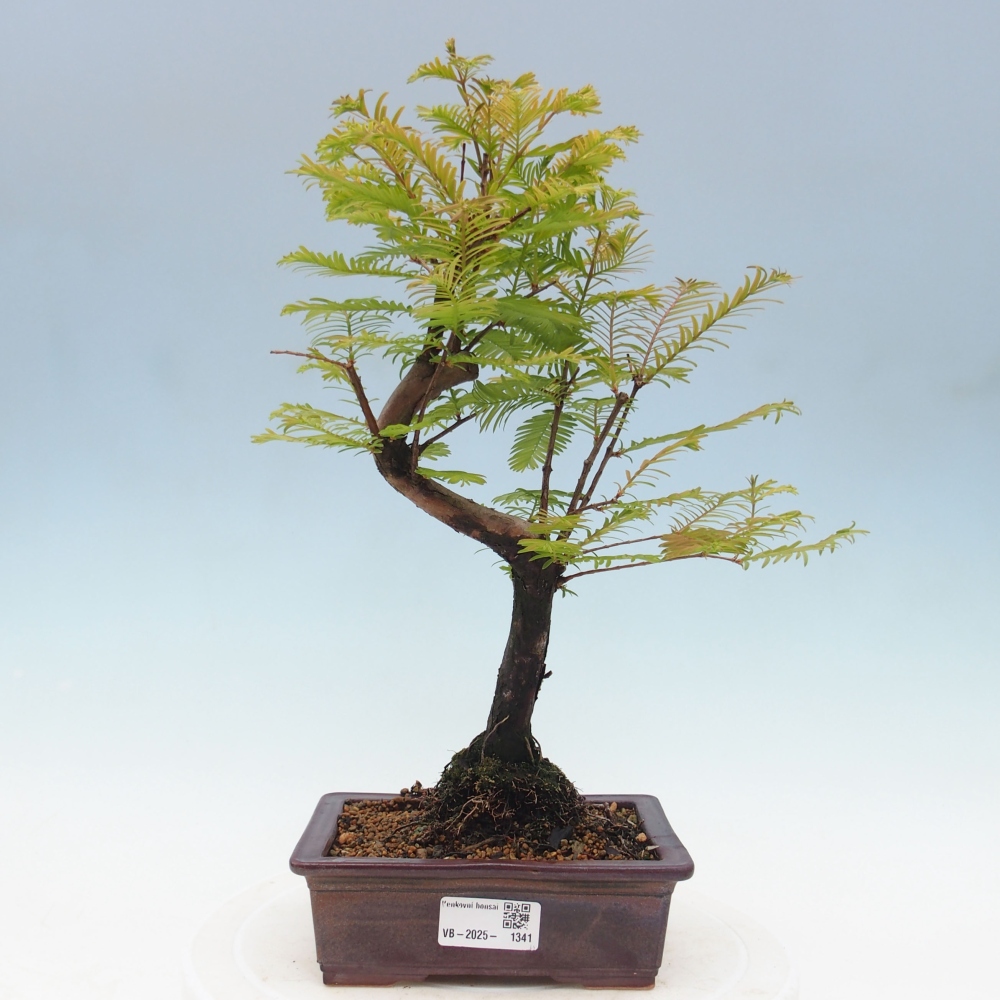 Outdoor bonsai - Metasequoia glyptostroboides - chińskie metasekvoje