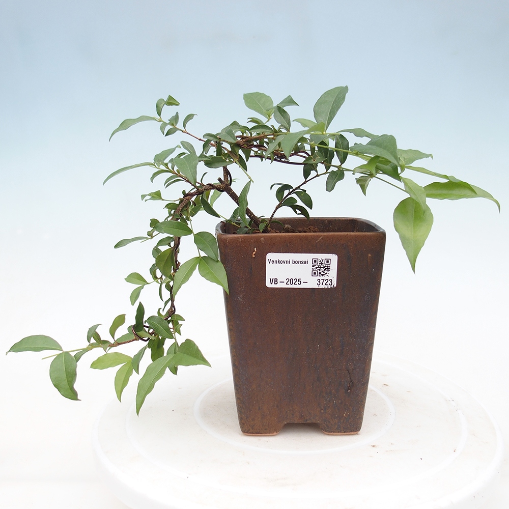 bonsai pokoju - wiśnia Malpighia coccigera- Barbdorská
