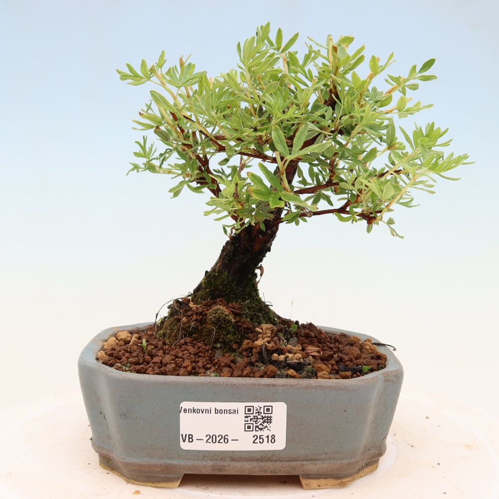 Bonsai zewnętrzne - Potentila fruticosa