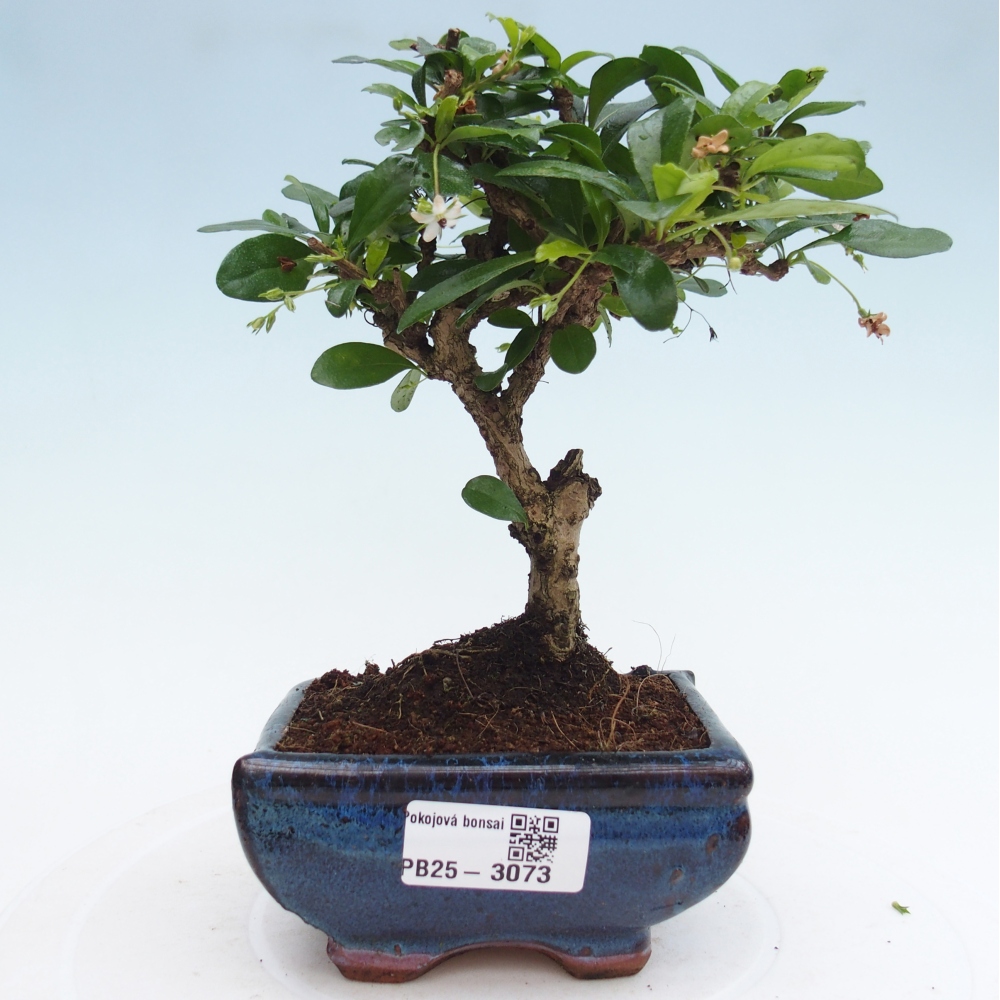 Bonsai wewnętrzne - Carmona makrophylla - Herbata Fuki