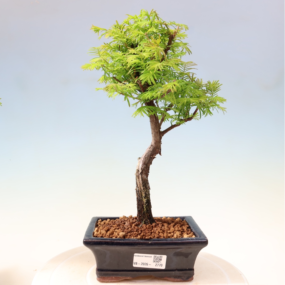 Outdoor bonsai - Metasequoia glyptostroboides - Metasekwoja chińska