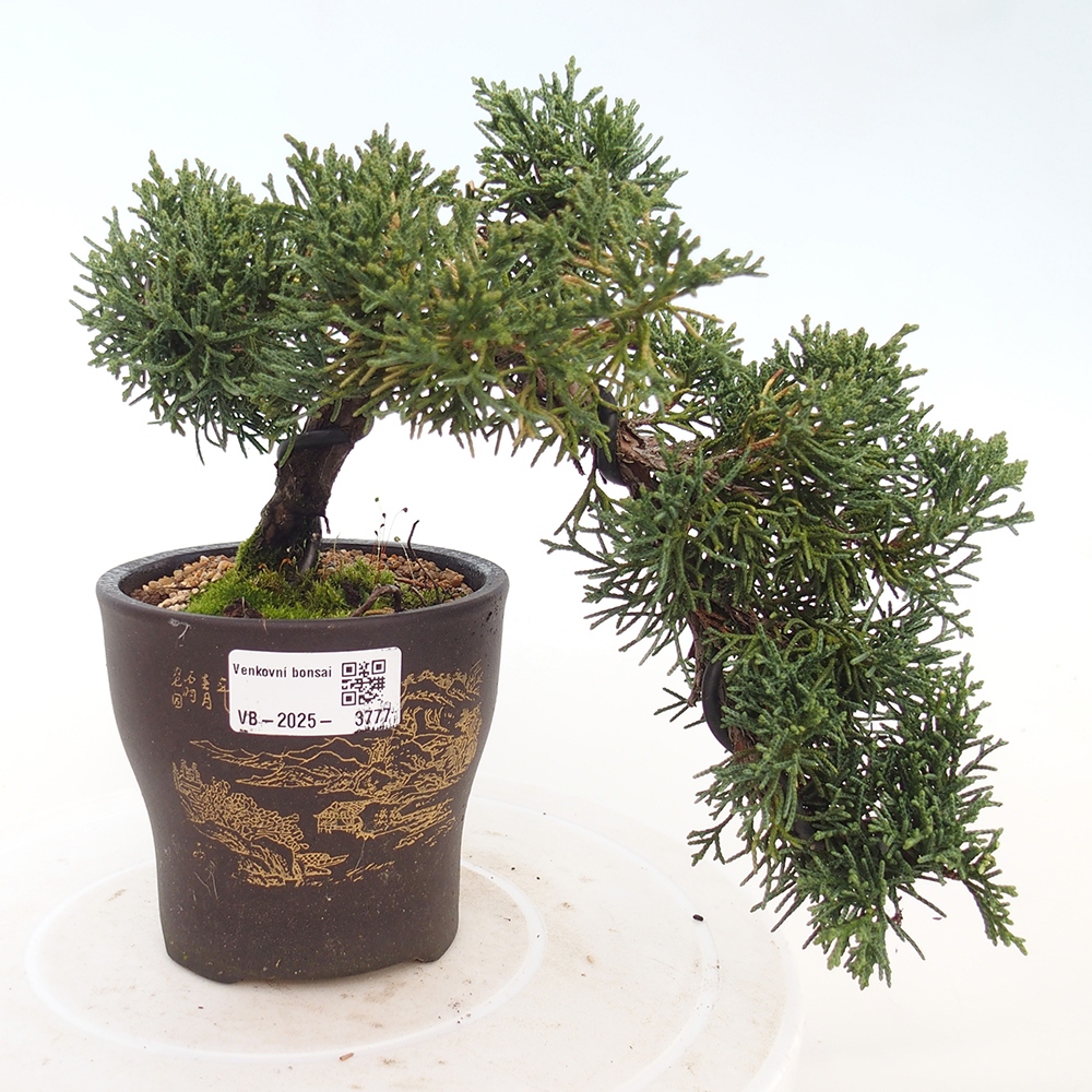 Outdoor bonsai - Juniperus chinensis Kishu
