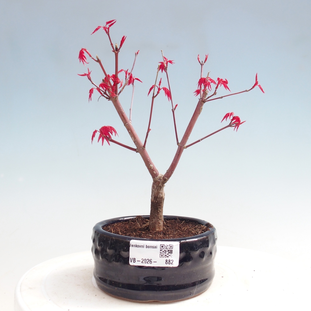 Outdoor bonsai - Acer palmatum DESHOJO