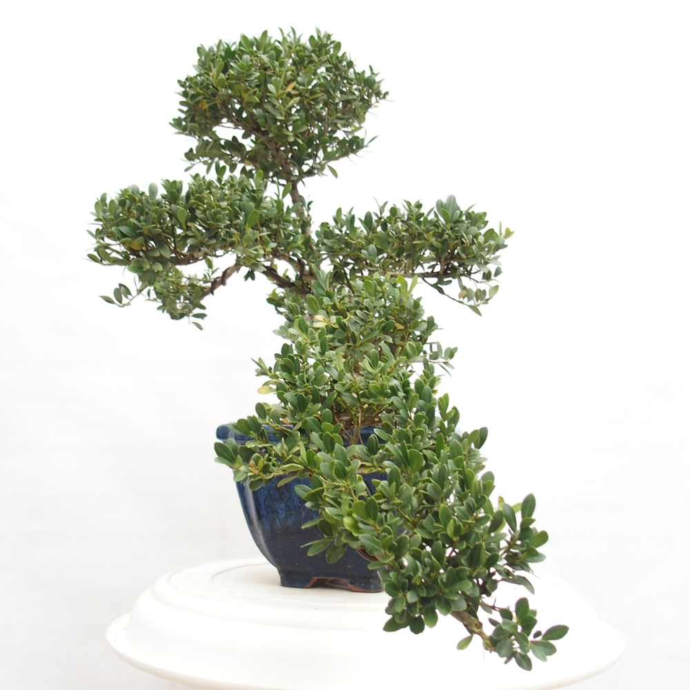 Kryty bonsai - Ilex crenata - Holly