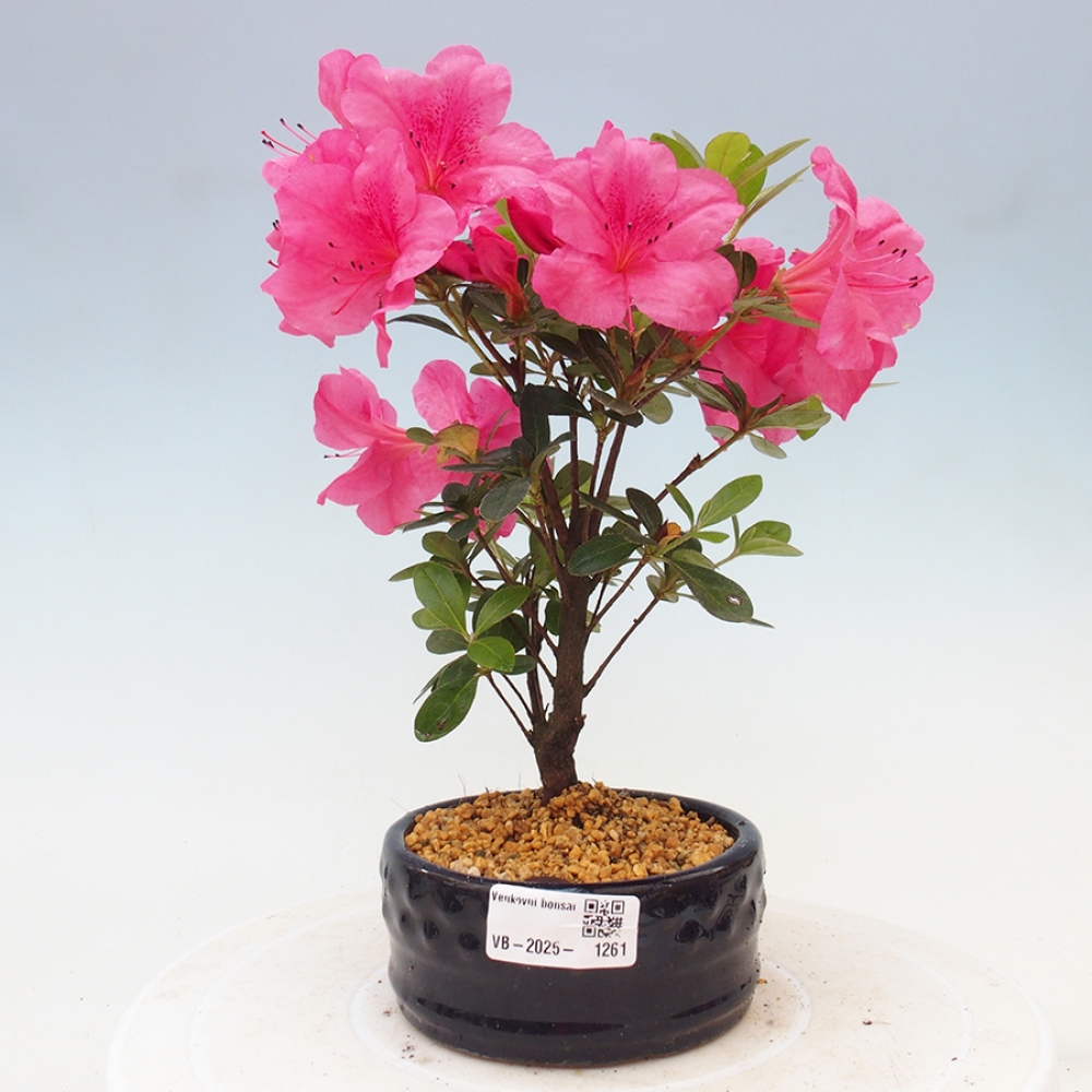Bonsai zewnętrzne - Azalia japońska - Azalea sp.