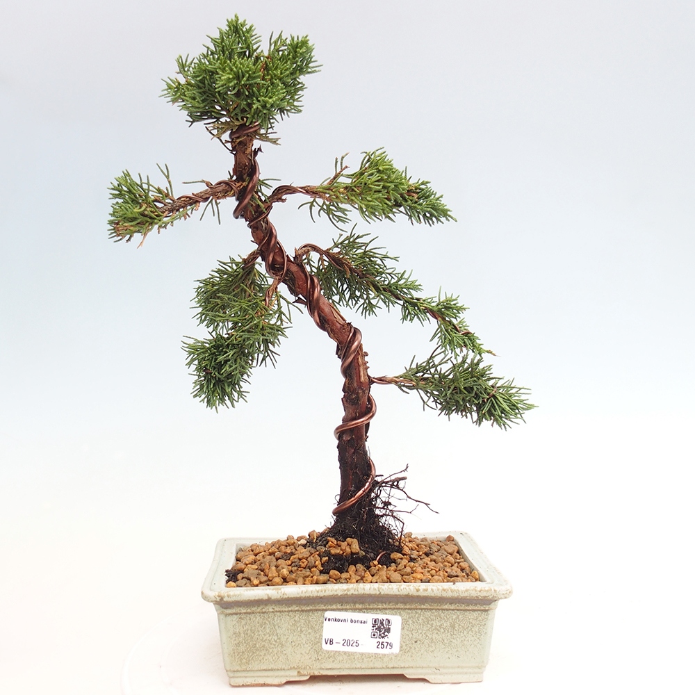 Bonsai zewnętrzne - Juniperus chinensis Kishu - Jałowiec chiński