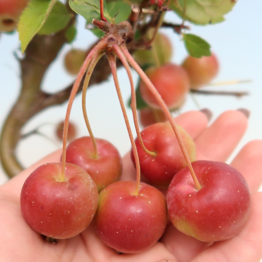 Bonsai plenerowe - Malus Halliana - Jabłoń drobnoowocowa