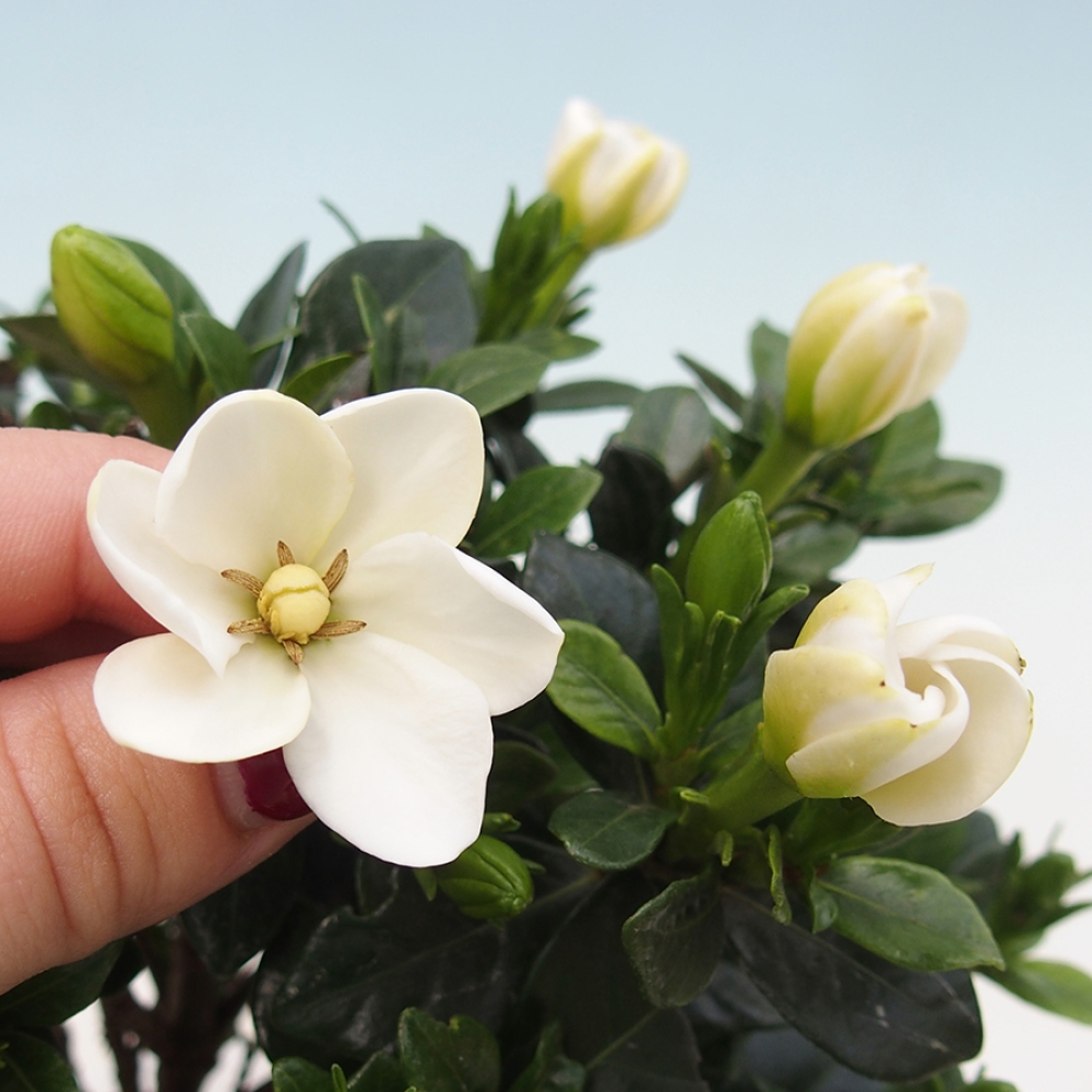 Bonsai pokojowe – Gardenia jasminoides – Gardenia