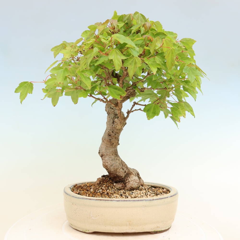 Outdoor bonsai - Klon burgeryjski - Acer burgerianum