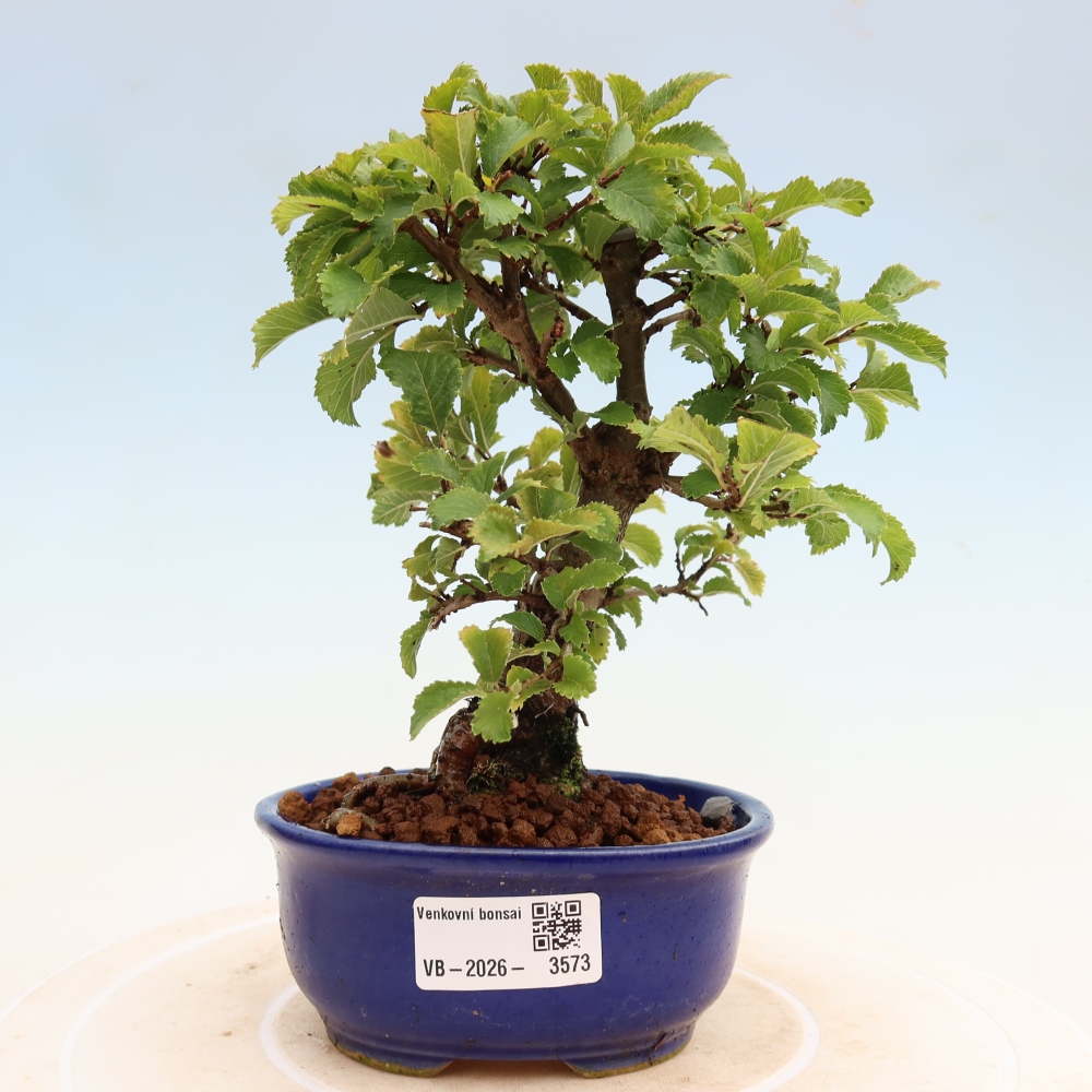 Bonsai zewnętrzne - Zelkova - Zelkova NIRE
