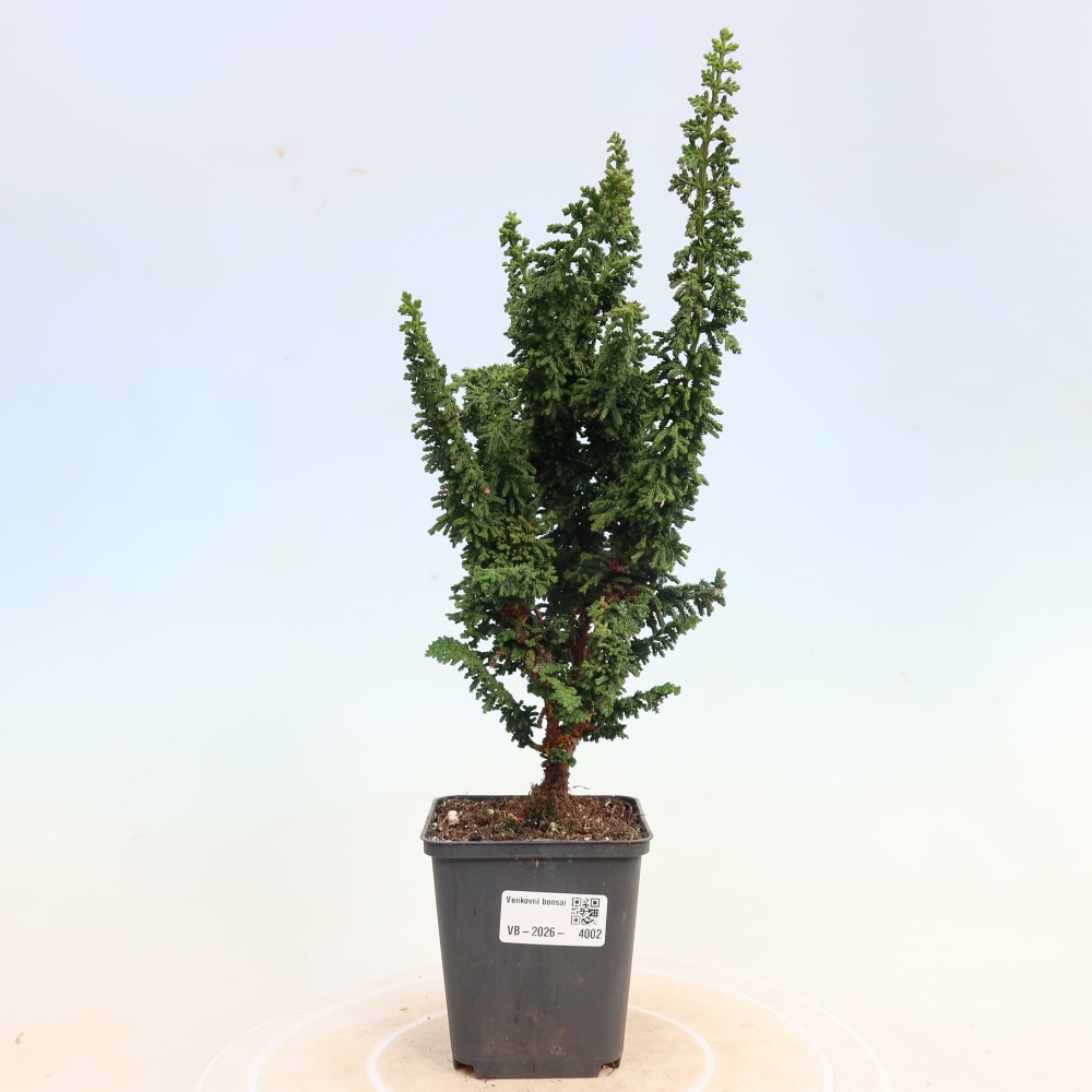 Bonsai zewnętrzne - Cham. obtusa SEKKA HINOKI - Cyprys