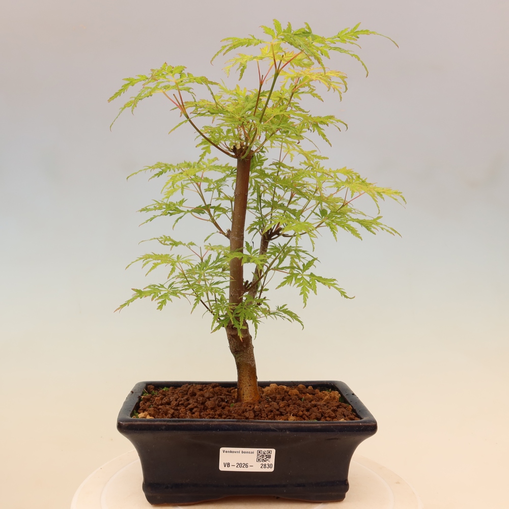 Bonsai ogrodowe – Acer palmatum Dissectum – klon palmowy 