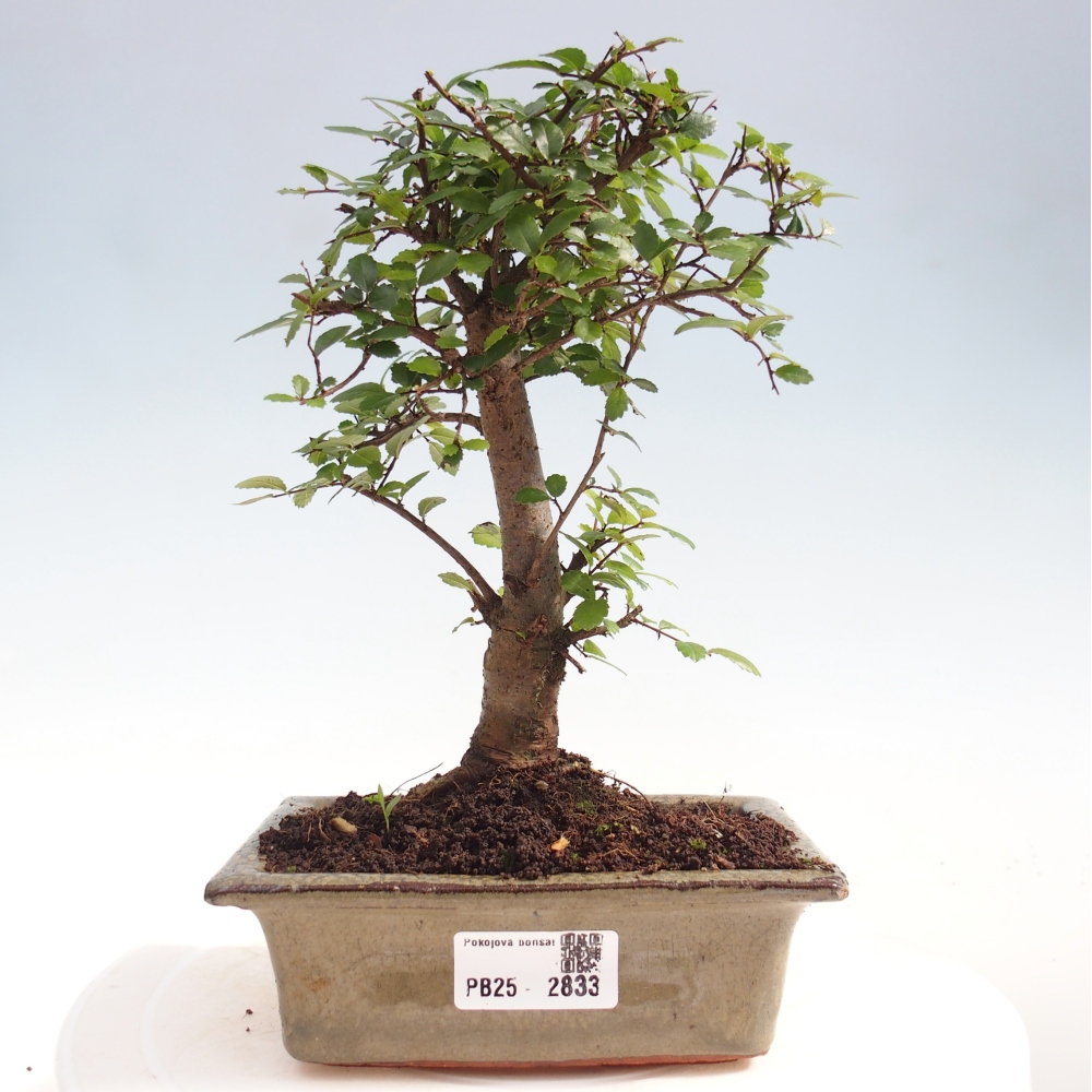 Kryty bonsai - Ulmus parvifolia - Wiąz drobnolistny