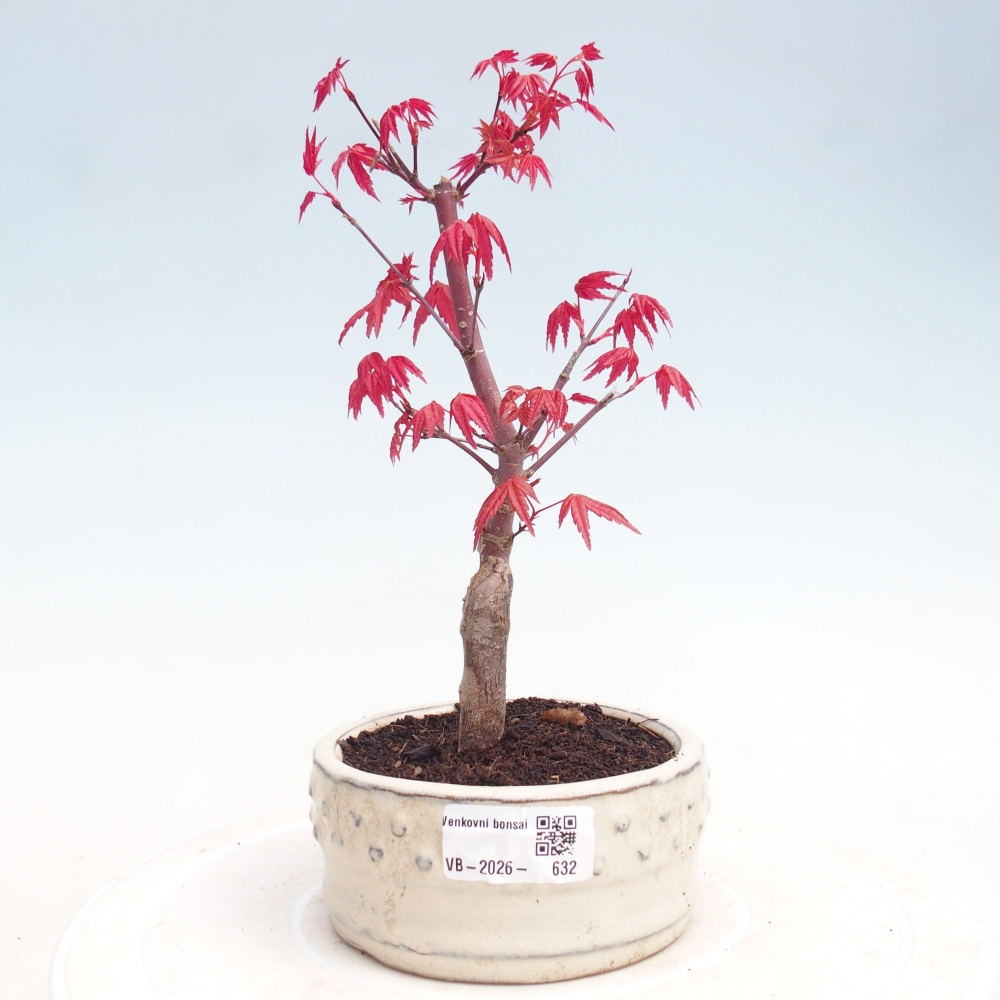 Outdoor bonsai - dlanitolistý klon - Acer palmatum DESHOJO