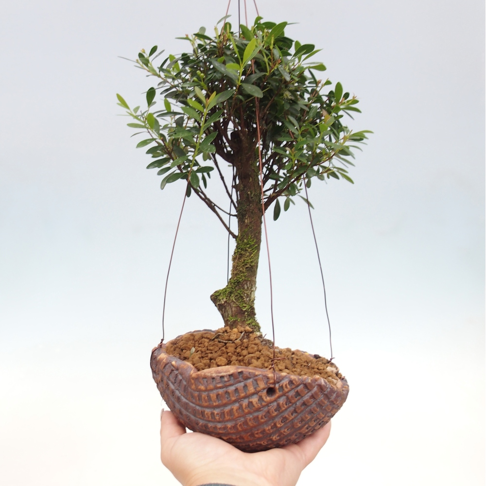 Kokedama w ceramice - Syzygium - Ziele angielskie