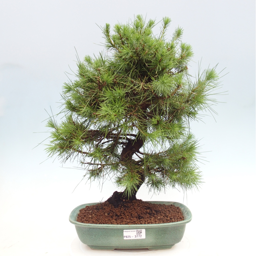 Pokój bonsai - Pinus halepensis - Sosna z Aleppo