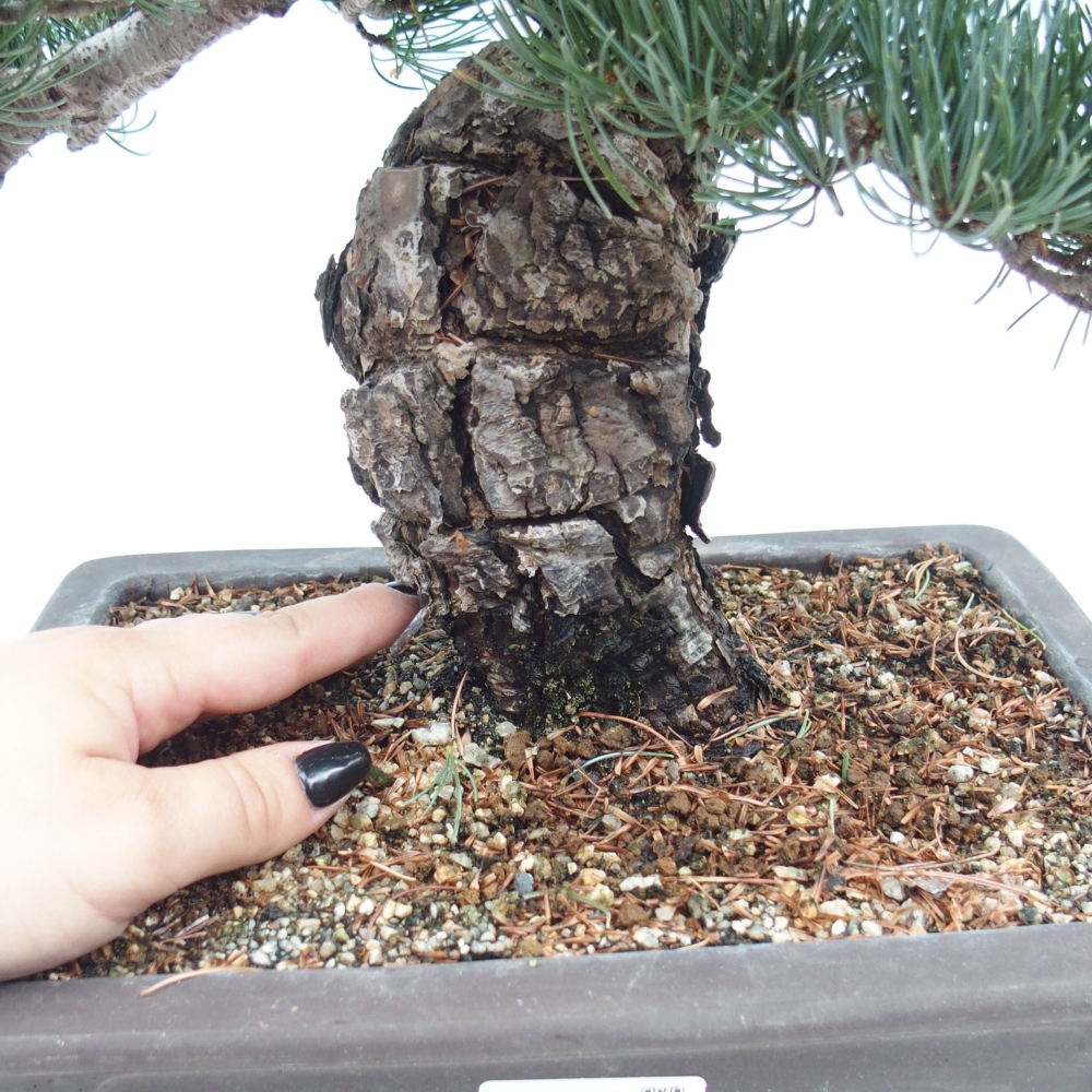 Outdoor bonsai - Pinus parviflora - Mała sosna