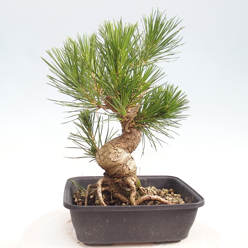Outdoor bonsai - Pinus thunbergii - sosna Thunberga