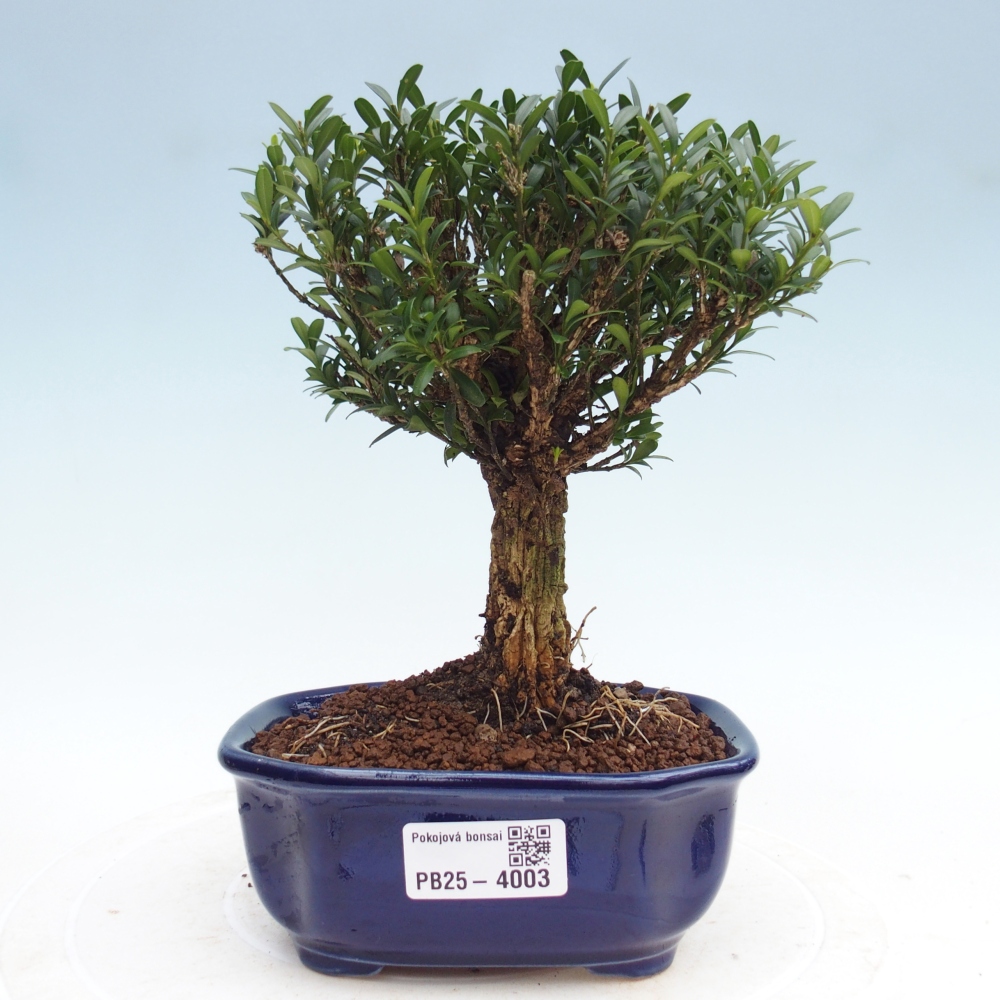 Pokój bonsai - Buxus harlandii - buxus korkowy