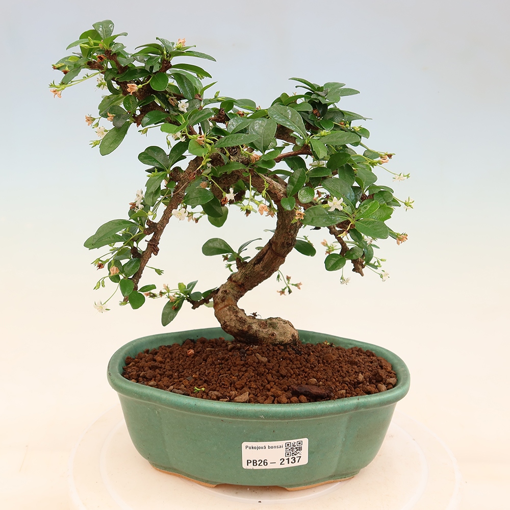 Bonsai pokojowe - Carmona macrophylla - Tea fuki