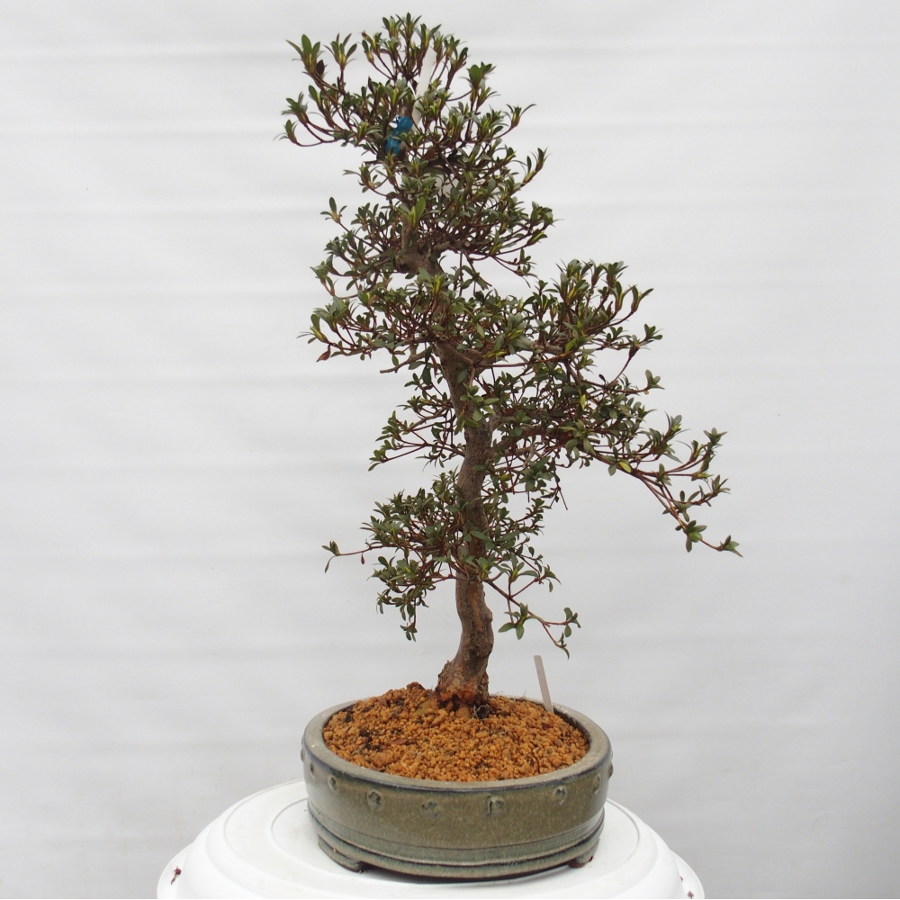Bonsai zewnętrzne - Azalia japońska - Azalia Akari